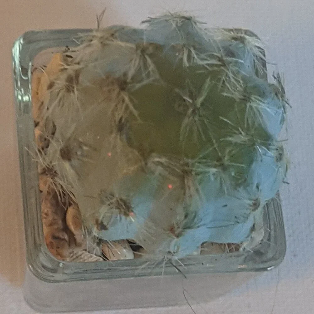 NWT Ashland Faux Mini Fuzzy Cactus Pot Floral Succulent Summer Desert Michael's